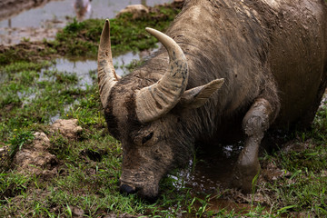 Obraz premium Water Buffalo in a rice field in Sa Pa , Vietnam