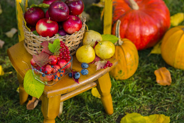 Autumn scene with plants, pumpkins, apples in a wicker basket, ceramic pots, wooden chair, vintage style, composition in the garden.