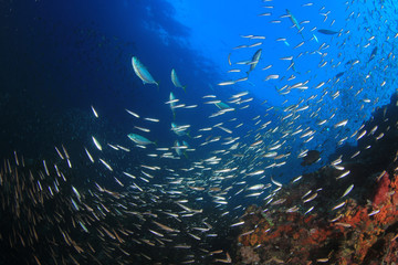 Fototapeta na wymiar Mackerel fish hunting sardines underwater 
