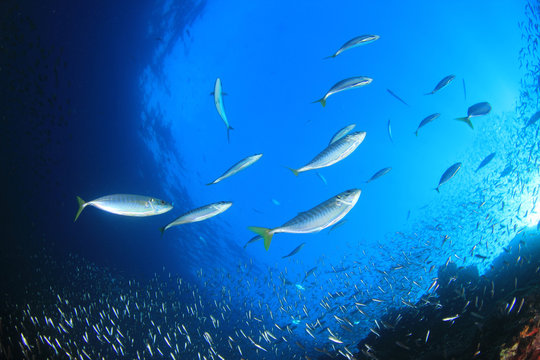 Mackerel fish hunting sardines underwater    