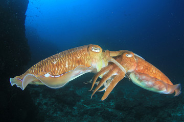 Pharaoh Cuttlefish pair mating   
