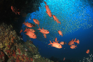 Fish on underwater coral reef 