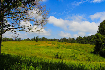 Fototapeta na wymiar Green forest mountain with blue sky views at Khao yai national park Thailand