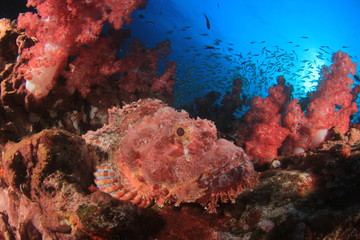 Naklejka na ściany i meble Scorpionfish fish on coral reef 