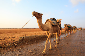 Caravan of camels walking across Danakil Depression at sunrise to get the salt and bring it back to the towns for sale - obrazy, fototapety, plakaty