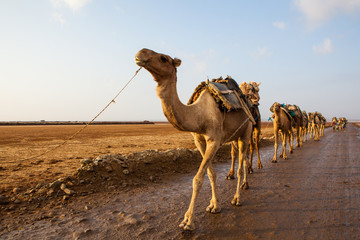 Caravan of camels walking across Danakil Depression at sunrise to get the salt and bring it back to...