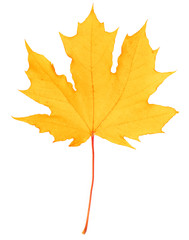 Fototapeta premium yellow maple leaf bright on white background