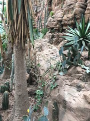Cacti in front of a rock