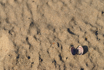 Fototapeta na wymiar seashells on the sandy shore