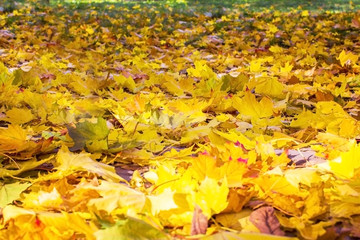 Collection of Beautiful Colorful Autumn Leaves green, yellow, orange, red