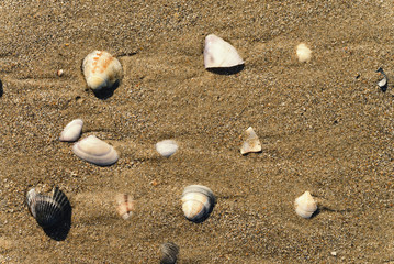 seashells on the sandy shore