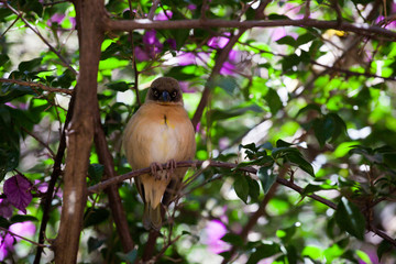 African Citril (Crithagra citrinelloides) on blossoming tree
