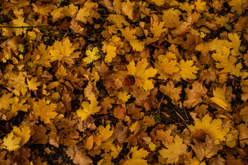 autumn leaves