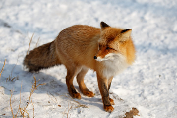 Red fox