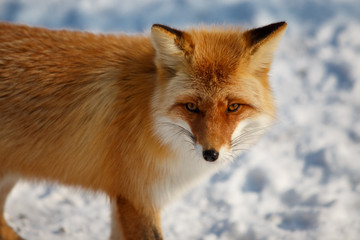 Red fox