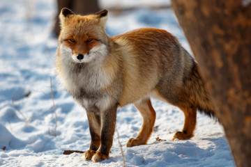 Obraz premium Red fox