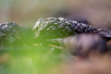Pine Cone in the woods / macro shot cones
