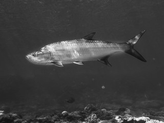 Fototapeta premium Curacao Underwater world
