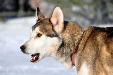Sibirian Husky