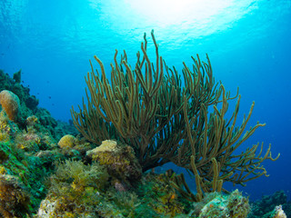 Fototapeta na wymiar Curacao Underwater world