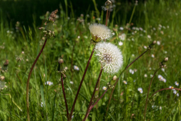 Pusteblume