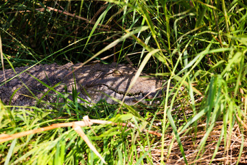 Crocodile (Crocodylus niloticus) laying in grass on the swampy Chamo lakeshore in Ethiopia.