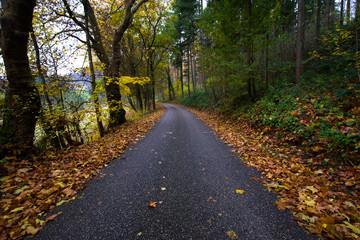 Naklejka premium Road through the forest