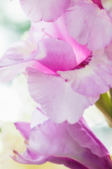 Close up background of pink and purple Gladiolus flowers, close up, vertical composition