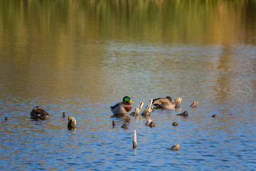 birds nature scene landscape münster rieselfelder in germany