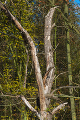 Fototapeta premium nature scene baltic sea strand an der ostsee bei boltenhagen in germany