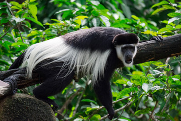 Black-and-white colobuses colobus monkey sleepy and feeling lazy on a tree