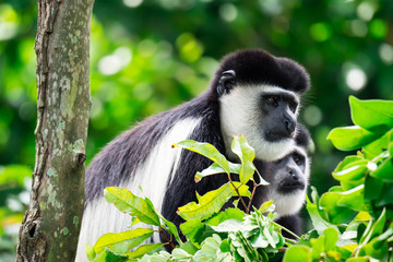 Black-and-white colobuses colobus monkey curious and observing while sitting on a tree