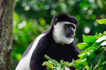Black-and-white colobuses colobus monkey curious and observing while sitting on a tree