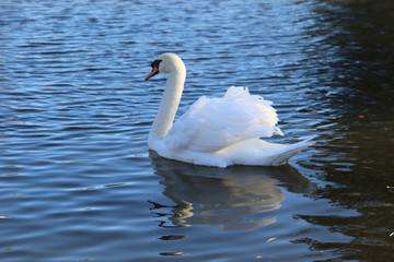 eligant swan showing of plumage in reflecton