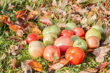 Colorful tomatoes on autumn grass with leaves in Sunny weather