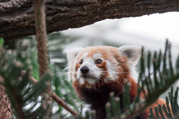 A very cute The red panda, also called the lesser panda, the red bear-cat, and the red cat-bear...