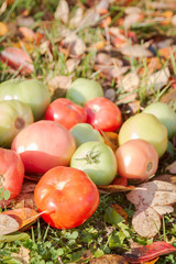 Colorful tomatoes on autumn grass with leaves in Sunny weather