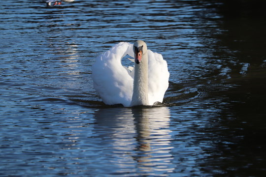 eligant swan showing of plumage in reflecton