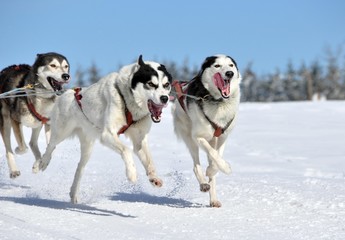 Huskys in Aktion