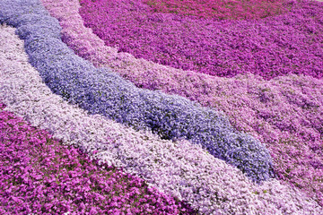 Fototapeta na wymiar Purple, pink carpet of Phlox Subulata (creeping phlox, moss phlox, moss pink, or mountain phlox) flowers.