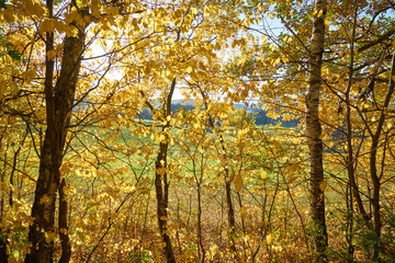 Von der Sonne angestrahlte orange Blätter im Herbst