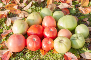 Naklejka na ściany i meble Colorful tomatoes on autumn grass with leaves in Sunny weather