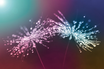 Macro dandelion with drops on a colorful background. Beautiful artwork. Selective focus.
