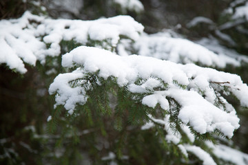 snow covered branches