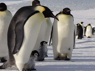 Obraz premium Emperor penguins in the antarctic peninsula