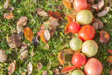 Colorful tomatoes on autumn grass with leaves in Sunny weather