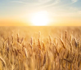 Foto op Canvas closeup summer wheat field at the sunset © Yuriy Kulik