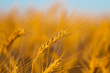 closeup summer wheat  field under a blue sky