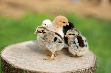 Baby chicks are standing on the log on nature background