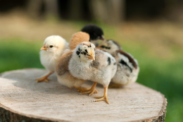 Baby chicks are standing on the log on nature background